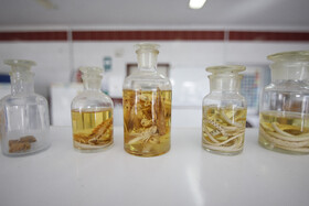 برداشت نیشکر در خوزستان