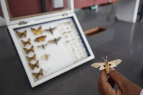  يكی از آفات مهم در مناطق نيشكر كاری استان خوزستان كرم ساقه خوار نيشكر است.