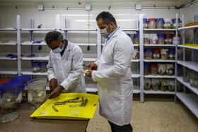 درخوزستان دو گونه آفات Sesamia certica و S.nonagrioides عمده ساقه خواران نيشكر هستند كه در اثر تغذيه لارو آنها از ساقه‌های جوان باعث مرگ جوانه انتهايی و همچنين باعث كاهش كمی و كيفی محصول در طی داشت تا برداشت ساقه های قابل آسياب می‌گردد و راندمان محصول را کاهش می‌دهند.