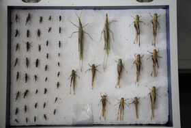 آزمایشگاه گیاه‌شناسی کارخانه شکر کشت و صنعت دعبل خزاعی، گونه‌های مختلف آفات را شناسایی و دسته‌بندی  می‌کند.