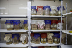 آزمایشگاه گیاه‌شناسی کارخانه شکر کشت و صنعت دعبل خزاعی، گونه‌های مختلف آفات را شناسایی و دسته‌بندی  می‌کند.