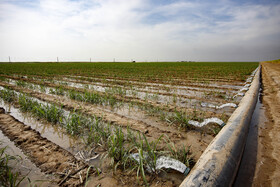 امسال به علت خشکسالی، نرسیدن آب کافی به مزارع نیشکر و کاهش ارتفاع ۲۲سانتیمتری گیاه نیشکر، تولید شکر در واحدهای هفتگانه نیشکری خوزستان ۱۵ تا ۲۰ درصد نسبت به سال گذشته کاهش می‌یابد.