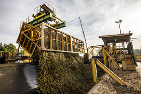 برداشت نیشکر در خوزستان