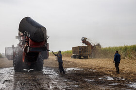 برداشت نیشکر در خوزستان