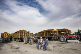ه گفته مدیرعامل شرکت توسعه نیشکر و صنایع جانبی پیش‌بینی می‌شود امسال ۶۳۰ هزار تن تولید شکر داشته باشیم که حدود ۴۰ درصد از تولید شکر کل کشور است.
