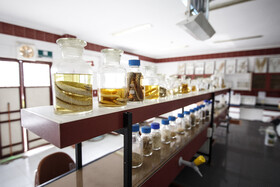 آزمایشگاه گیاه‌شناسی کارخانه شکر کشت و صنعت دعبل خزاعی، گونه‌های مختلف آفات را شناسایی و دسته‌بندی  می‌کند.