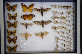  يكی از آفات مهم در مناطق نيشكر كاری استان خوزستان كرم ساقه خوار نيشكر است.