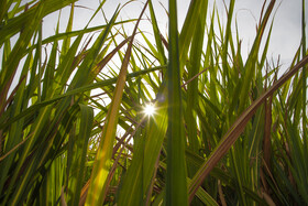 ه گفته مدیرعامل شرکت توسعه نیشکر و صنایع جانبی پیش‌بینی می‌شود امسال ۶۳۰ هزار تن تولید شکر داشته باشیم که حدود ۴۰ درصد از تولید شکر کل کشور است.
