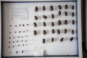 سوسک آفت در قسمت زیرزمینی قلمه های نیشکر از سمت پهلو سوراخ گردی ایجاد کرده و وارد ساقه شده و از مغز آن میخورند. گاهی نیز از پایین قلمه مستقیما شروع به تغذیه مینماید. تمام این حفرات و راهروهای ایجاد شده با خاک اره نیشکر پر میشود. در این صورت قسمت زیرزمینی نیشکر پوسیده، ریشه نداده و خشک میشود. خسارت لارو این سوسک نیز مانند حشره کامل آن است.