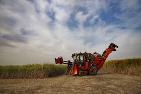 برداشت نیشکر در خوزستان