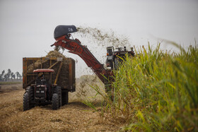 برداشت نیشکر از اوایل آبان ماه در خوزستان آغاز می‌شود و در صورت شرایط مناسب آب و هوایی حداکثر تا پایان اسفندماه ادامه خواهد داشت.