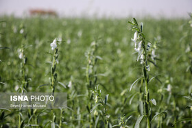 آغاز برداشت کنجد در خُنج