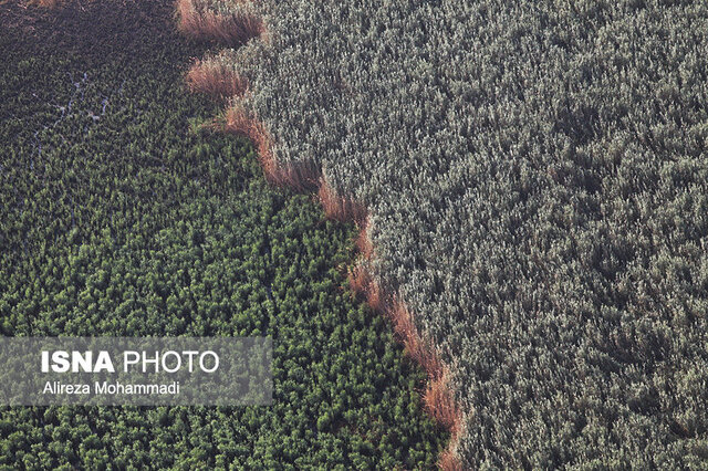 عکس از آرشیو مهار آتشسوزی در تالاب "میانگران"