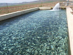 جزییات طرح تولید یک میلیون تن آبزیان در خوزستان
