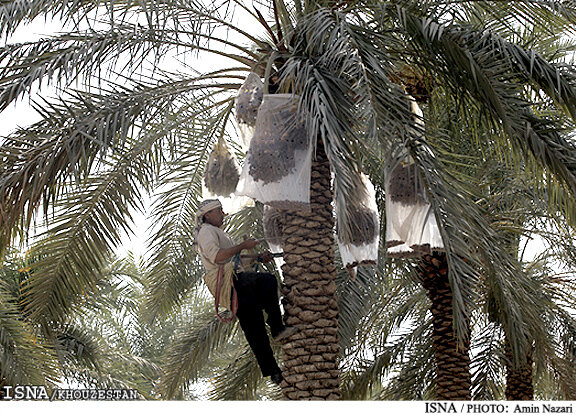 پرداخت بیش از 38 میلیارد ریال تسهیلات به نخلداران خوزستان
