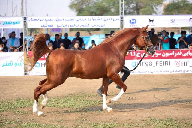 حل مشکل نهاده‌های دامی؛ درخواست هیات سوارکاری خوزستان از وزیر ورزش و جهادکشاورزی