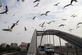 پرندگان پل سفید اهواز