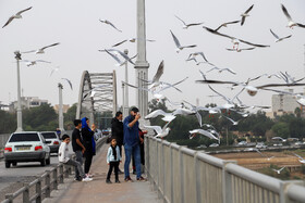 پرندگان پل سفید اهواز