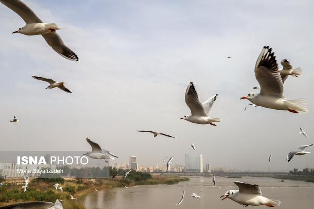 پل سفید اهواز کیفیت هوای خوزستان؛ دو شهر سالم، ۹ شهر قابل قبول