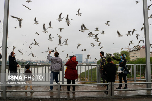 موافقت با پیشنهاد منع تردد وسایل نقلیه روی پل سفید اهواز