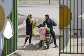 برداشت گل نرگس - بهبهان‎