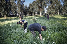 برداشت گل نرگس - بهبهان‎