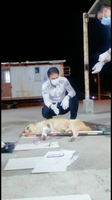 درمان اورژانسی سگ نگهبان پایگاه "سرتیوک" در پی برخورد با خودرو