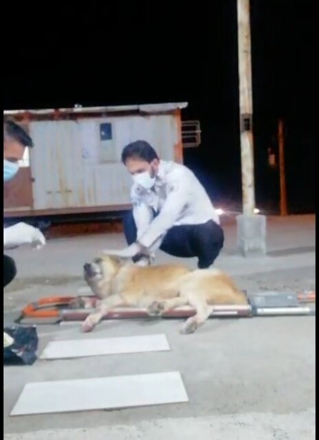 درمان اورژانسی سگ نگهبان پایگاه "سرتیوک" در پی برخورد با خودرو