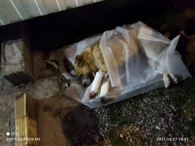 عکس از اورژانس خوزستان درمان اورژانسی سگ نگهبان پایگاه "سرتیوک" در پی برخورد با خودرو