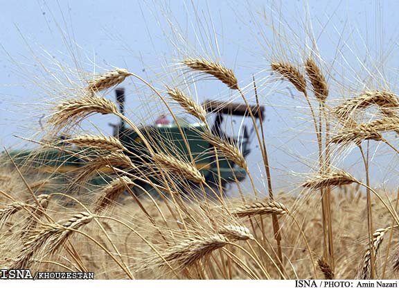 خوزستان 8 کانون شیوع زنگ زرد دارد / کانونکوبی بیماری در هندیجان