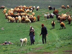 ارائه تسهیلات به دامداران خوزستانی با دامدار کارت