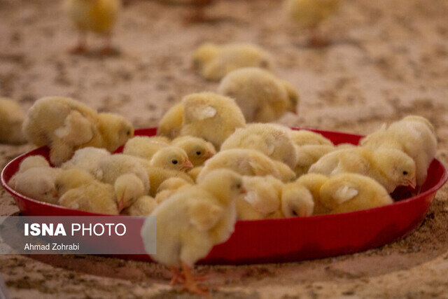 کاهش جوجهریزی در قزوین کاهش جوجهریزی در قزوین