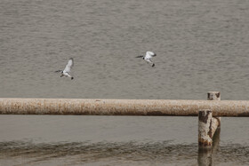 روز جهانی تالاب‌ها: هورالعظیم، پناهگاه حیات وحش