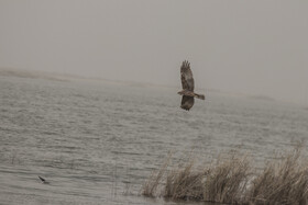روز جهانی تالاب‌ها: هورالعظیم، پناهگاه حیات وحش