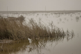 روز جهانی تالاب‌ها: هورالعظیم، پناهگاه حیات وحش