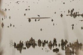 روز جهانی تالاب‌ها: هورالعظیم، پناهگاه حیات وحش