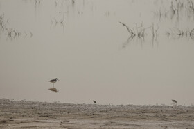 روز جهانی تالاب‌ها: هورالعظیم، پناهگاه حیات وحش