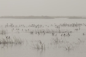 روز جهانی تالاب‌ها: هورالعظیم، پناهگاه حیات وحش