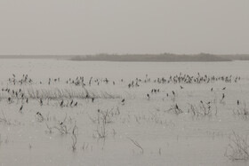 روز جهانی تالاب‌ها: هورالعظیم، پناهگاه حیات وحش