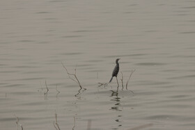 روز جهانی تالاب‌ها: هورالعظیم، پناهگاه حیات وحش