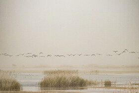 روز جهانی تالاب‌ها: هورالعظیم، پناهگاه حیات وحش