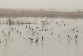 روز جهانی تالاب‌ها: هورالعظیم، پناهگاه حیات وحش