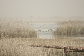 روز جهانی تالاب‌ها: هورالعظیم، پناهگاه حیات وحش