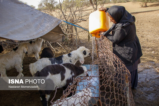 عکس تزیینی است کانون مشکوک تب برفکی در شهرستان محلات وجود ندارد