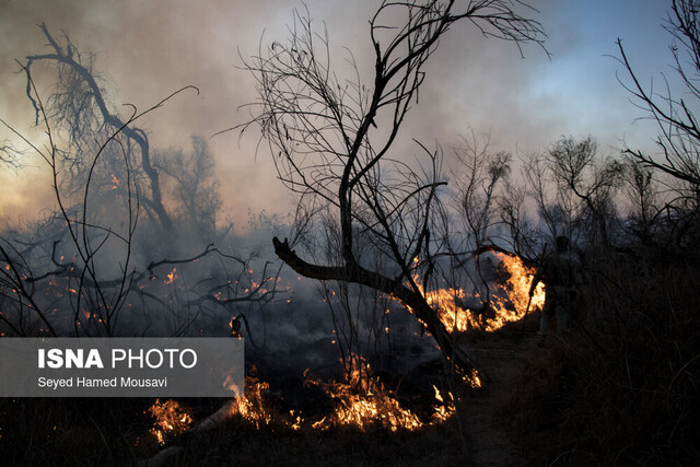 دستور دادستان برای شناسایی عاملان آتش‌سوزی جنگل‌های حمیدیه