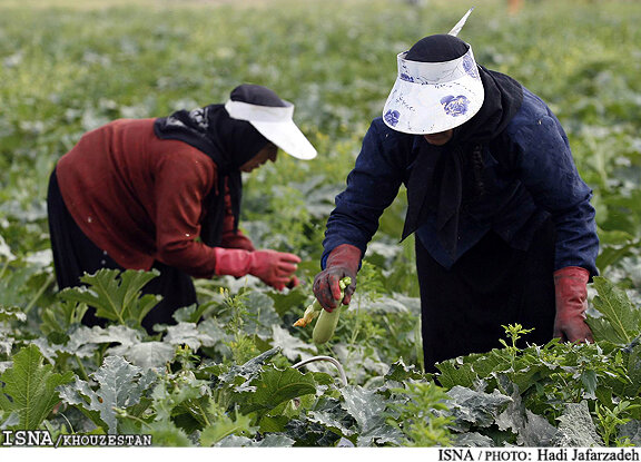 بیمه 358 هزار هکتار از اراضی کشاورزی خوزستان