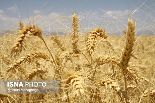 آغاز خرید تضمینی گندم و کلزا در خوزستان