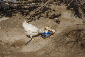 واکسیناسیون طیور بومی استان خورستان علیه بیماری نیوکاسل