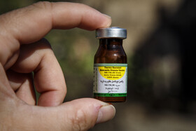 واکسیناسیون طیور بومی استان خورستان علیه بیماری نیوکاسل