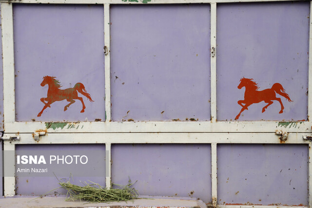 وزارت ورزش حق تعیین سرپرست برای فدراسیون سوارکاری ندارد! وزارت ورزش حق تعیین سرپرست برای فدراسیون سوارکاری ندارد!